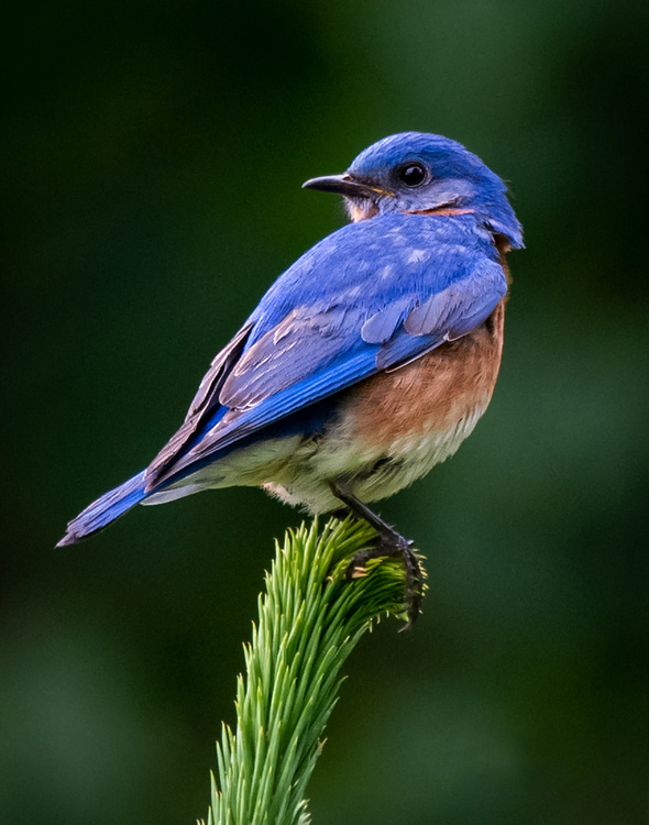 Bluebird Celebration