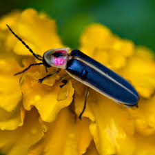 Fireflies