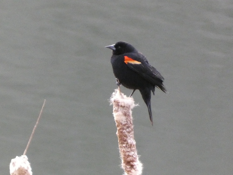 Birdsong Bingo!