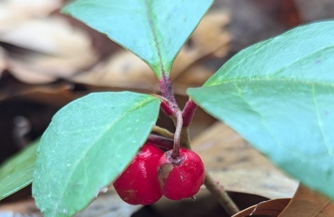 wintergreen