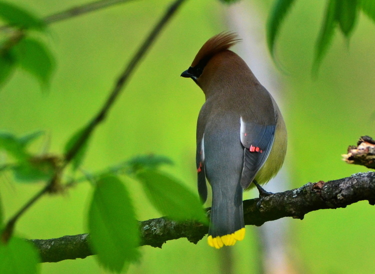 Birding at the Wildflower Reserve