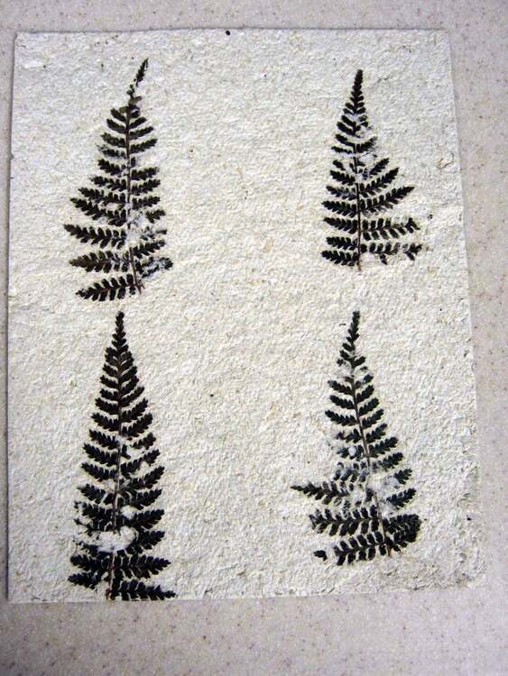 Papermaking: From Plant to Page