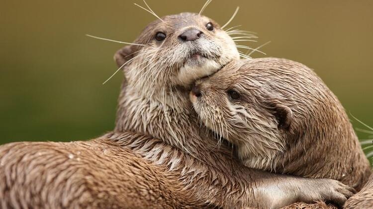 The Odyssey of Ohiopyle Otters