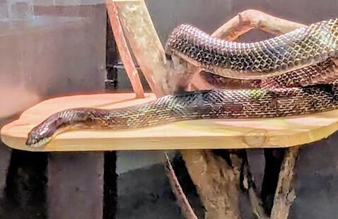 snake