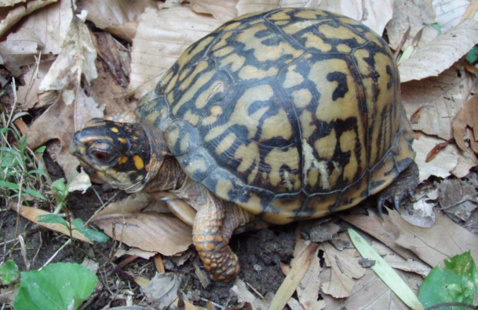 turtle