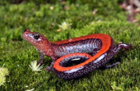 salamander