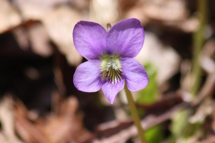 Spirit Trail Wildflower Hike