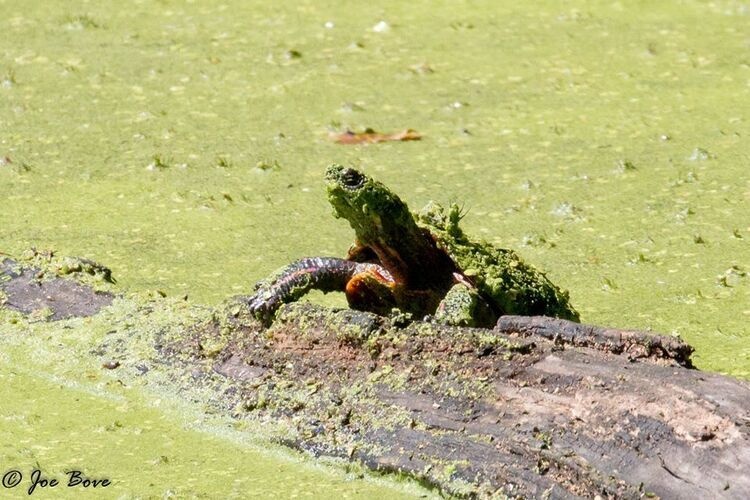 Riverlands Wetland Hike
