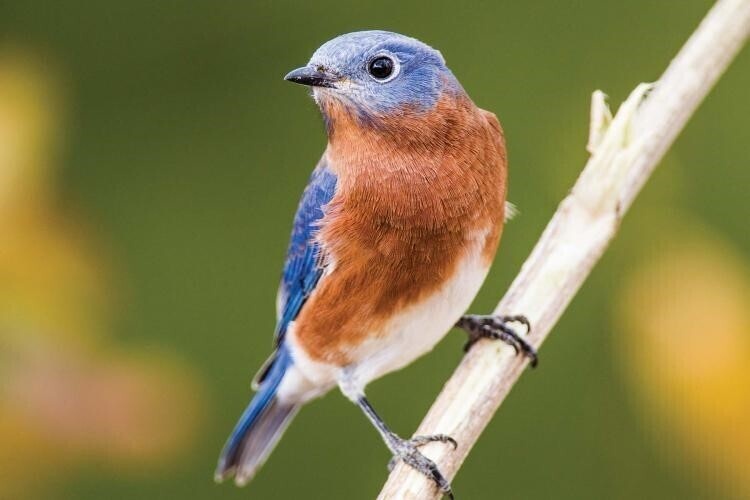 Birding with Bluebirds