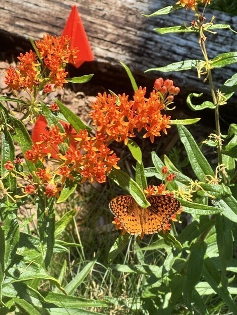 Native Plant Gardens Volunteer Day