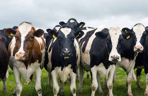 a group of cows outdoors, looking at the camera