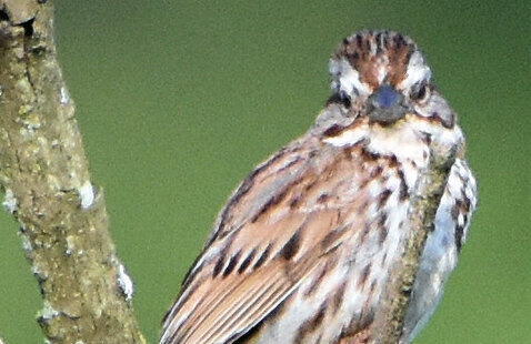 bird