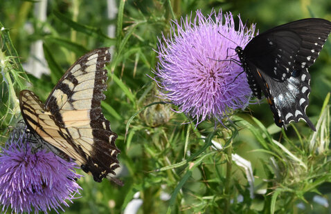 butterflies on flowers