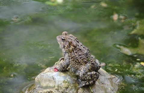 amphibian