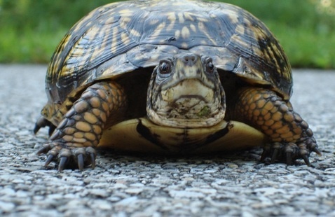 turtle