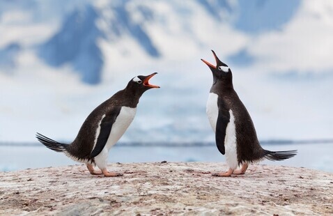 Two penguins that appears to be making noise