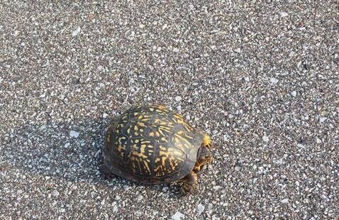 Box turtle on road