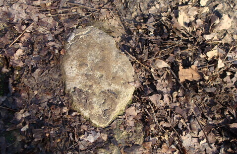 Fossil in bedrock
