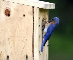Bluebird Bonanza