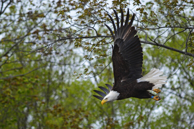 Our Nation's Symbol: Bald Eagles