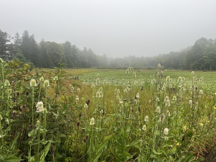 Pennsylvanian Natural Symbols
