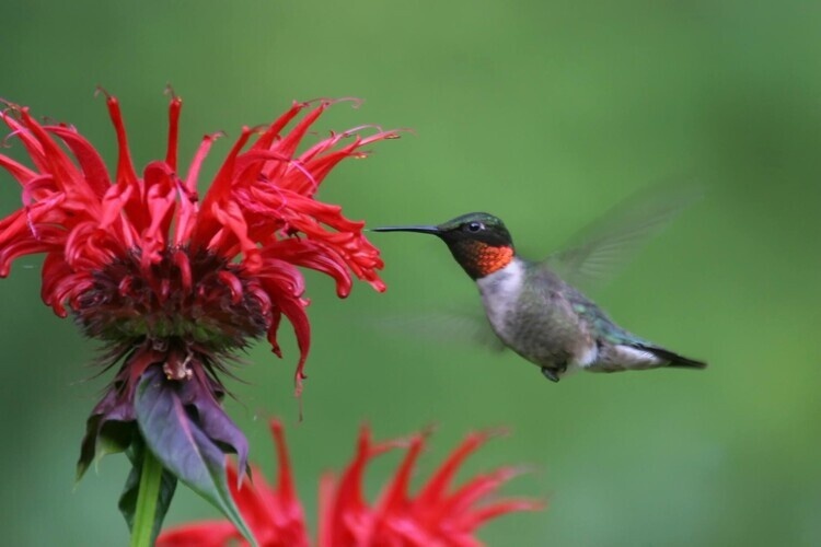 Ruby Throated Hummingbirds