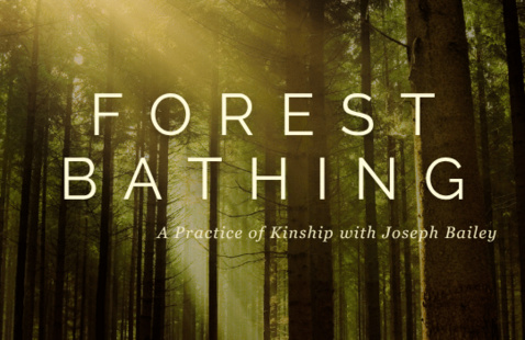 Forest background with light shining through the trees 
