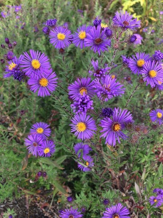 Wildflower Walk