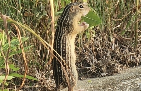 13 lined ground squirrel