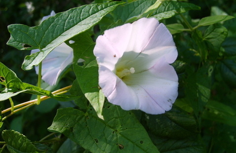 Rectangular-sinused Hedge Bindweed, a white flowering vine with arrow-shaped leaves.