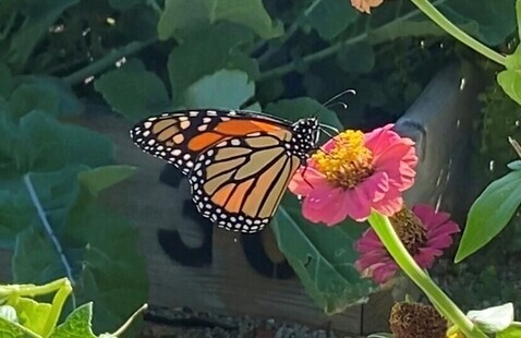 Image of Pests v. Pollinators (SLCC Student Gardens Workshop)
