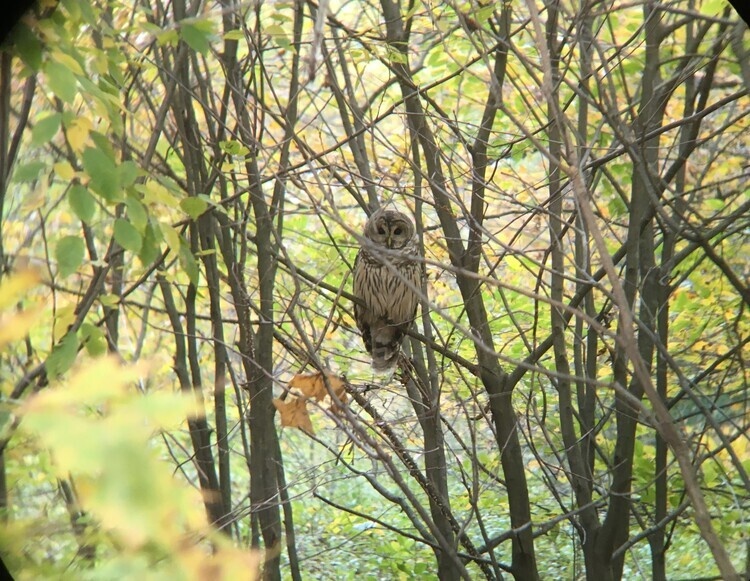 Raptors of Pennsylvania