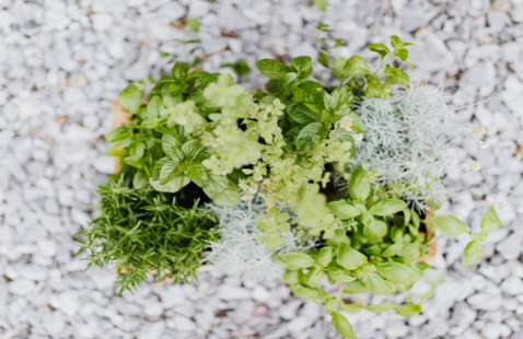 Top view of fresh herbs like basil and rosemary in a planter on a pebbled surface.
