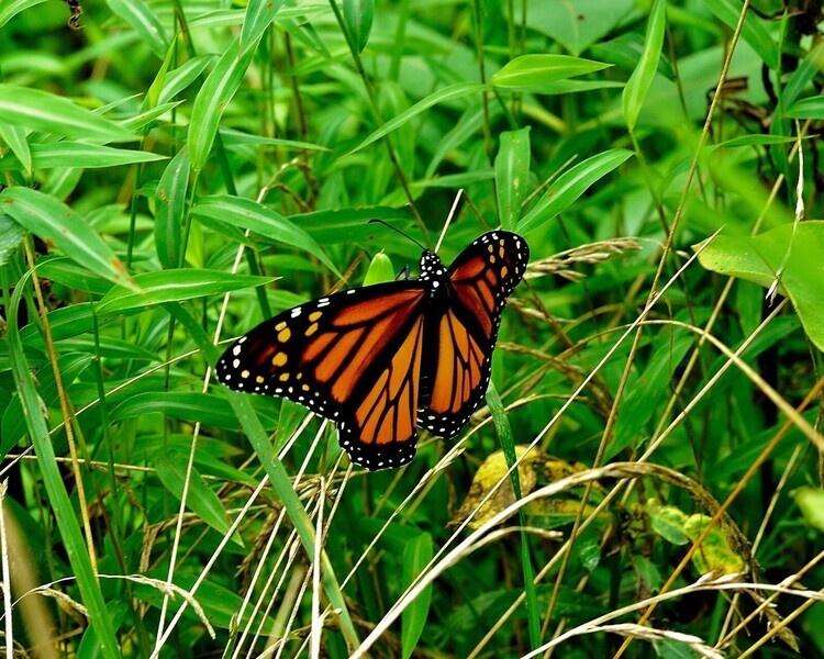 Monarch Madness