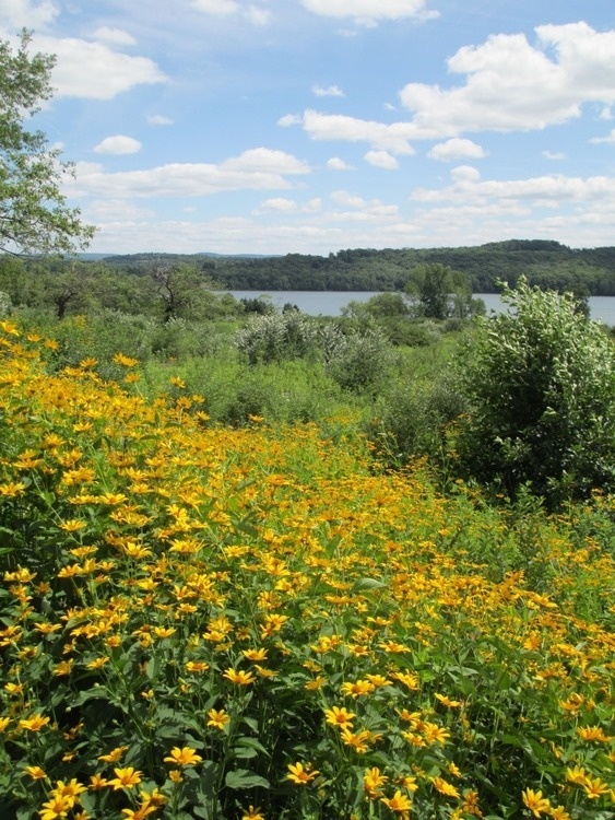 Stop and Watch the Bees