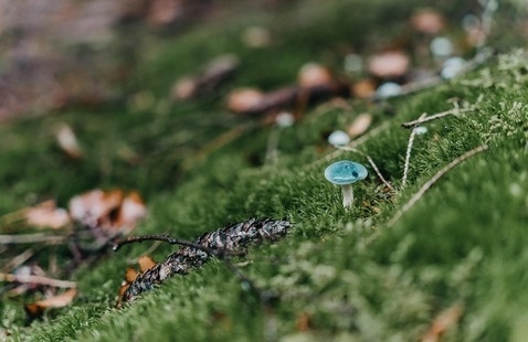 Moss covered ground with a mushroom