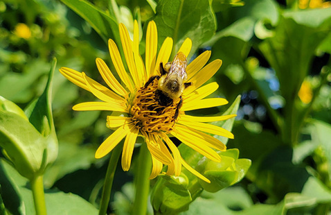 A bee on a flower