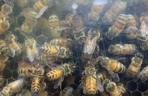 A queen bee is surrounded by her honey bee attendants on a frame of our observation hive.  You can see them work through the plexiglass