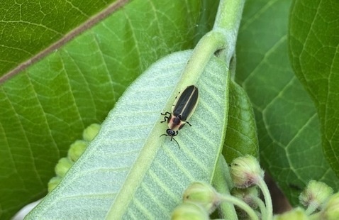 A Say's firefly, Pyractomena angulata, moseys along a milkweed leaf in the daytime. 