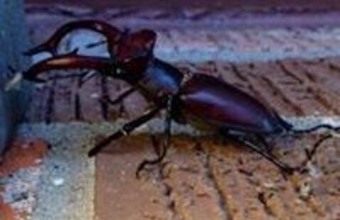 A large stag beetle on a brick wall