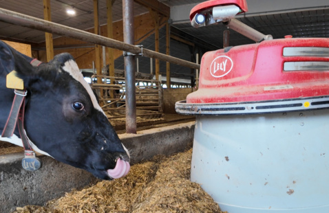 cow in barn