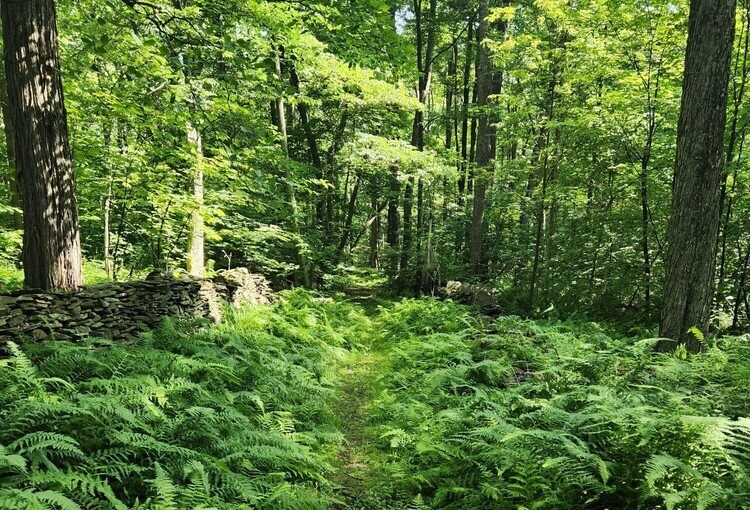 Sunday Stroll