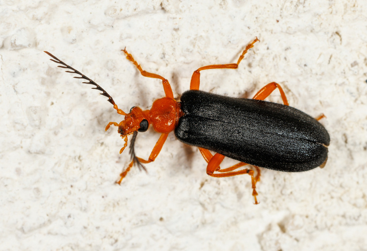 Insect Safari