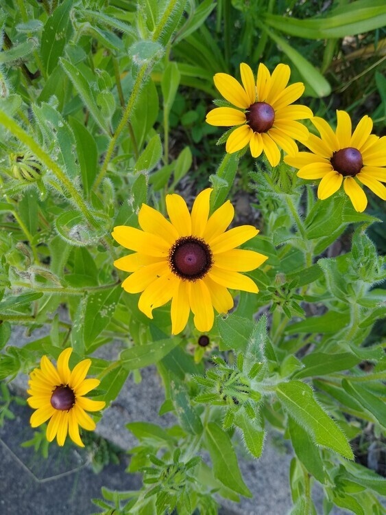 Summer Wildflower Workshop