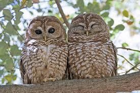 Owl Pellets