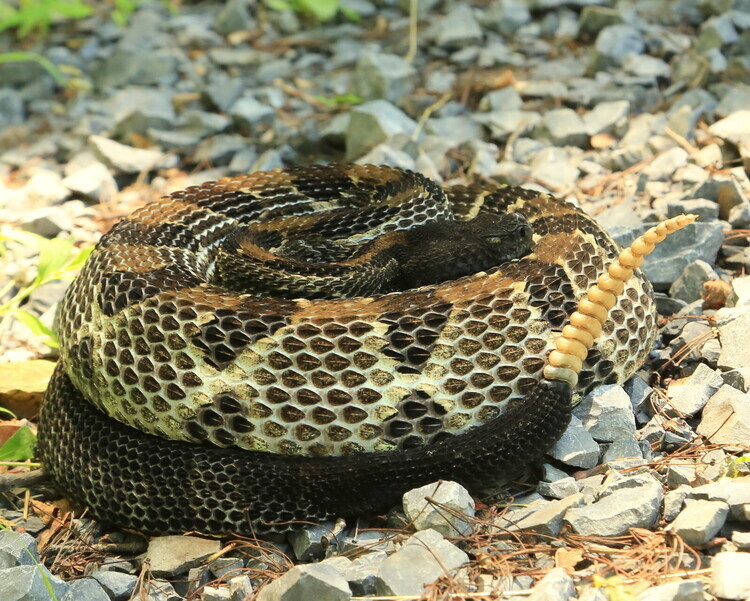 Venomous Snakes of Ohiopyle