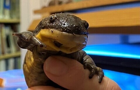 Hellbender