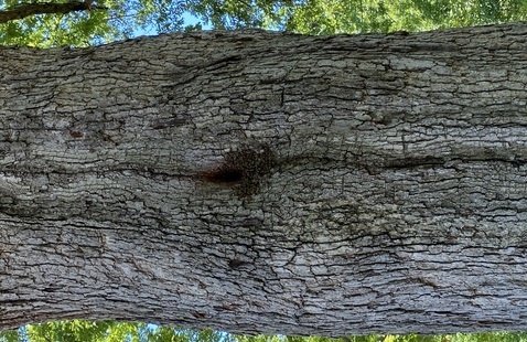 a honeybee hive in a tree at Brown County State Park