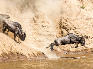 Photo of wildebeest leaping over a river from a sandy hillside.