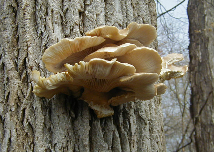 Nature Craft, McCormick's Creek State Park